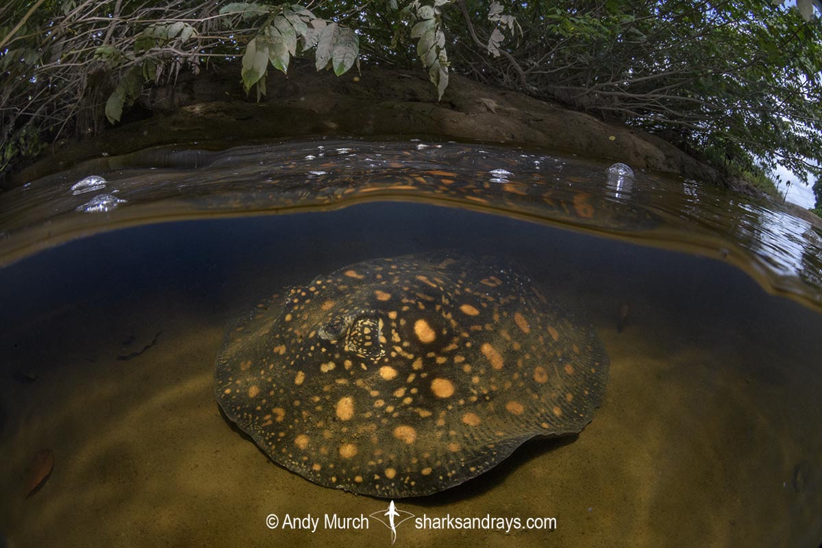 Suriname Freshwater Stingray, Potamotrygon boesemani. Aka Boeseman's River Stingray or Emperor Ray. Endemic to the Courantyne River on the border of Suriname and Guyana.