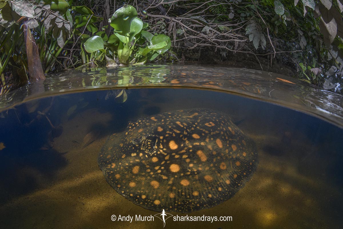 Suriname Freshwater Stingray, Potamotrygon boesemani. Aka Boeseman's River Stingray or Emperor Ray. Endemic to the Courantyne River on the border of Suriname and Guyana.