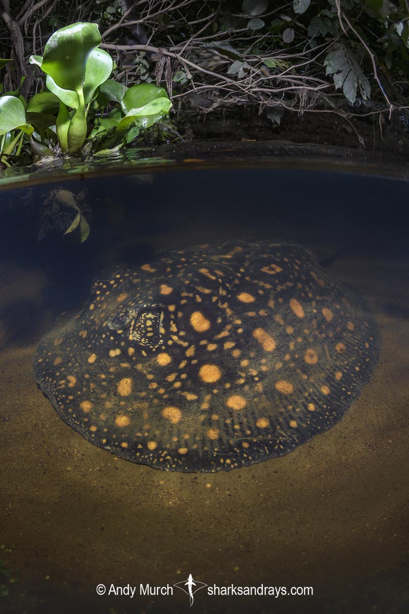 Suriname Freshwater Stingray, Potamotrygon boesemani. Aka Boeseman's River Stingray or Emperor Ray. Endemic to the Courantyne River on the border of Suriname and Guyana.