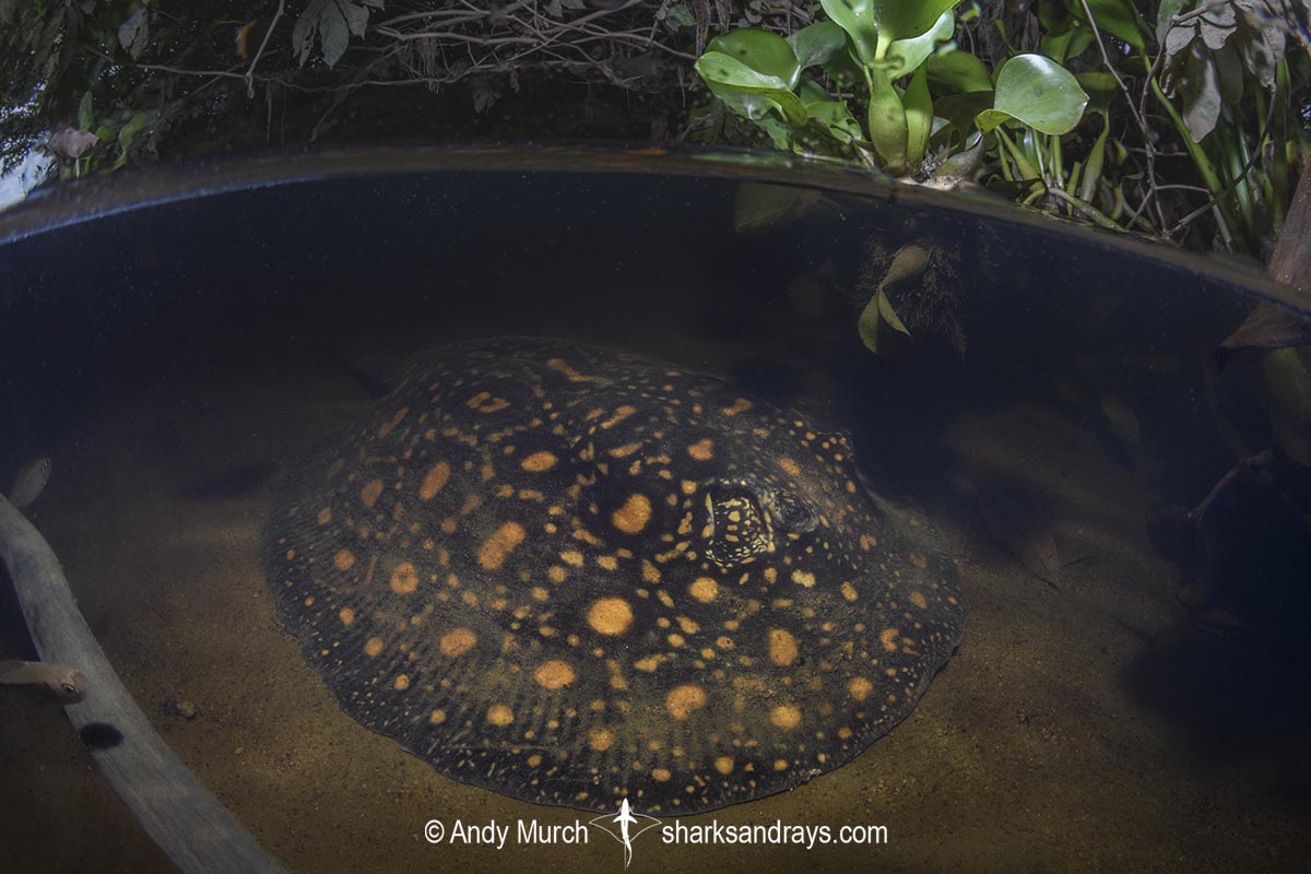 Suriname Freshwater Stingray, Potamotrygon boesemani. Aka Boeseman's River Stingray or Emperor Ray. Endemic to the Courantyne River on the border of Suriname and Guyana.