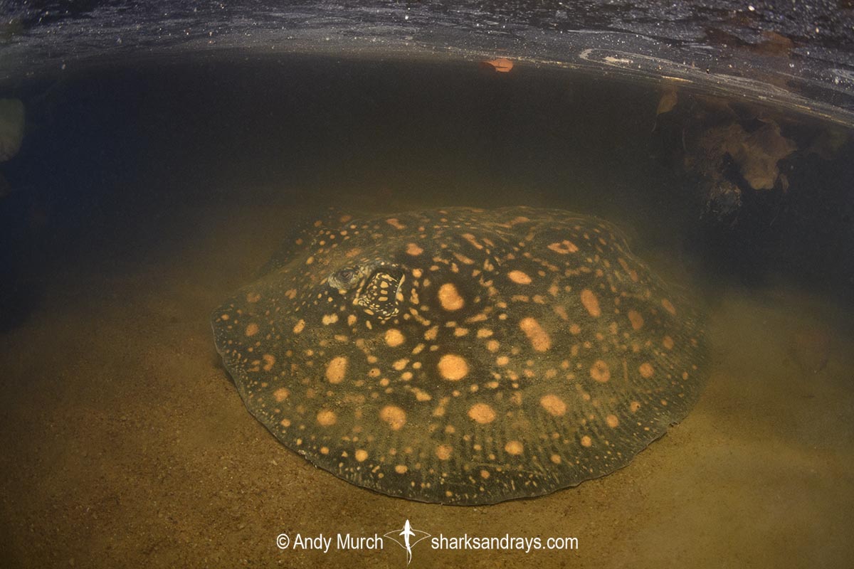 Suriname Freshwater Stingray, Potamotrygon boesemani. Aka Boeseman's River Stingray or Emperor Ray. Endemic to the Courantyne River on the border of Suriname and Guyana.