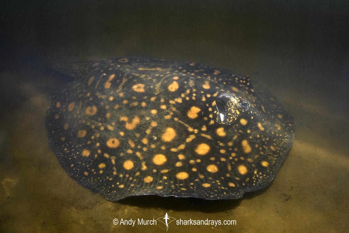 Suriname Freshwater Stingray, Potamotrygon boesemani. Aka Boeseman's River Stingray or Emperor Ray. Endemic to the Courantyne River on the border of Suriname and Guyana.