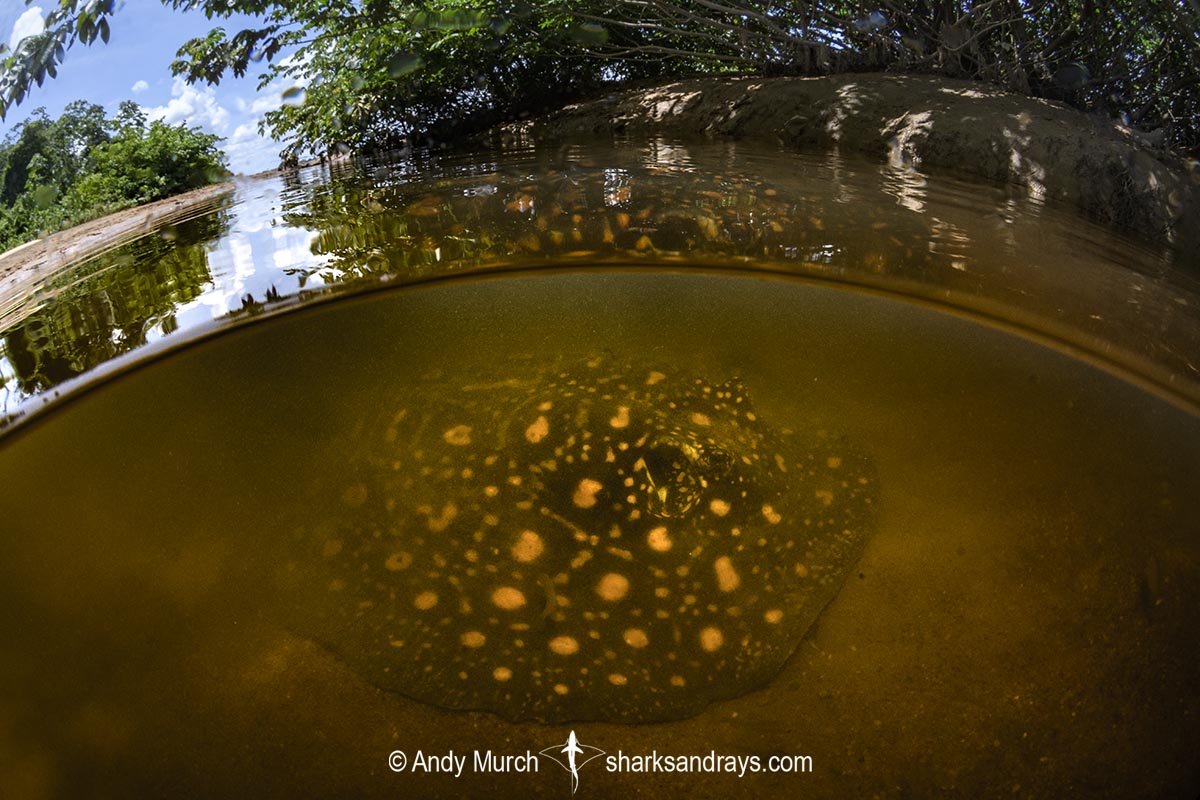 Suriname Freshwater Stingray, Potamotrygon boesemani. Aka Boeseman's River Stingray or Emperor Ray. Endemic to the Courantyne River on the border of Suriname and Guyana.