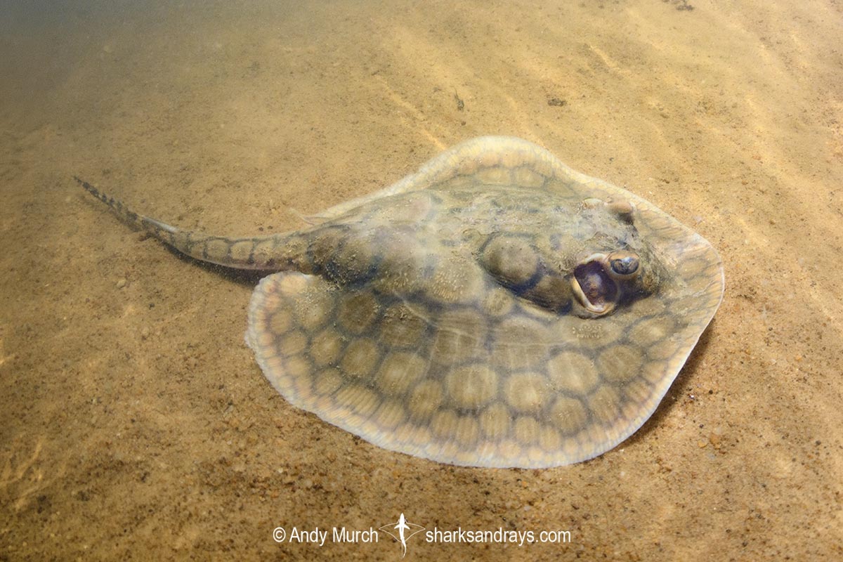 Juvenile Suriname Freshwater Stingray, Potamotrygon boesemani. Aka Boeseman's River Stingray or Emperor Ray. Endemic to the Courantyne River on the border of Suriname and Guyana.