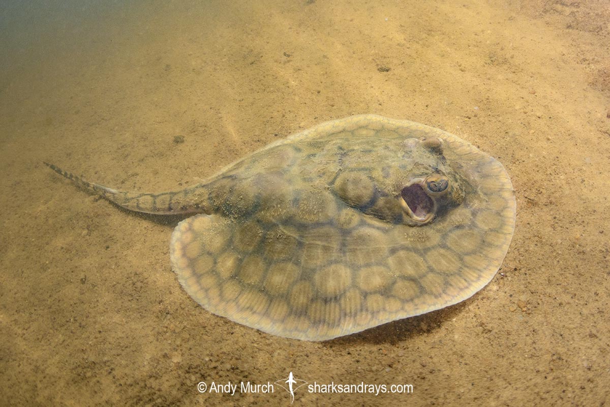 Juvenile Suriname Freshwater Stingray, Potamotrygon boesemani. Aka Boeseman's River Stingray or Emperor Ray. Endemic to the Courantyne River on the border of Suriname and Guyana.