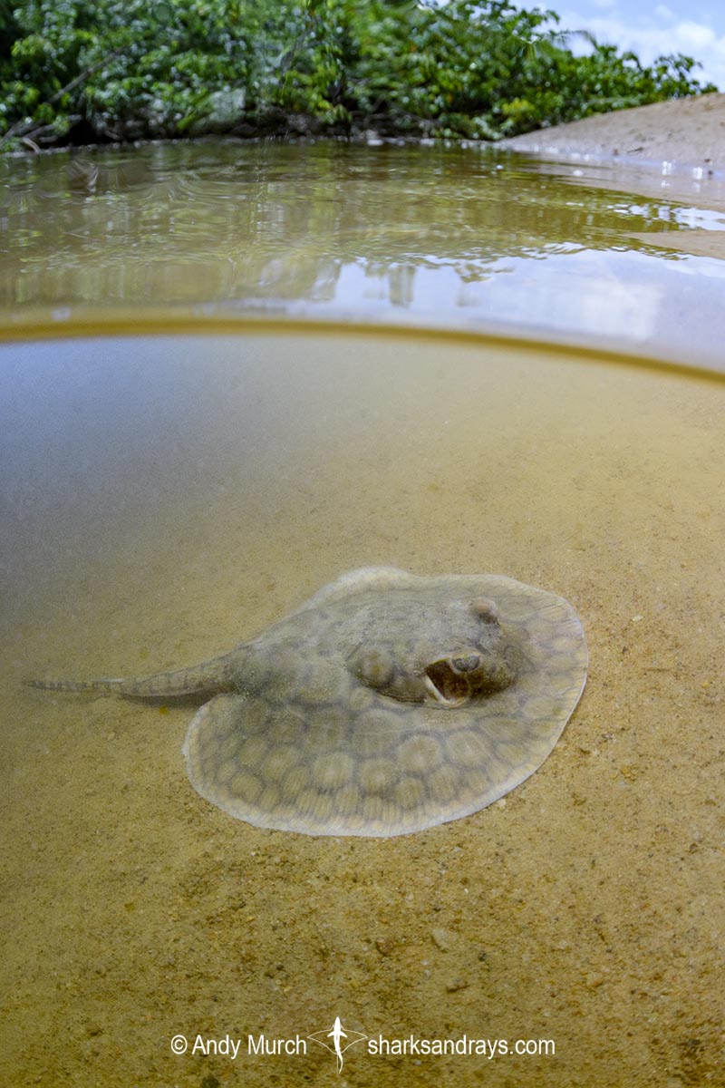 Juvenile Suriname Freshwater Stingray, Potamotrygon boesemani. Aka Boeseman's River Stingray or Emperor Ray. Endemic to the Courantyne River on the border of Suriname and Guyana.