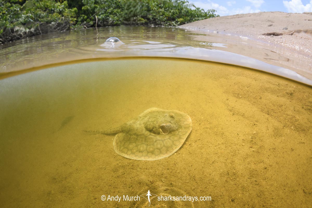 Juvenile Suriname Freshwater Stingray, Potamotrygon boesemani. Aka Boeseman's River Stingray or Emperor Ray. Endemic to the Courantyne River on the border of Suriname and Guyana.