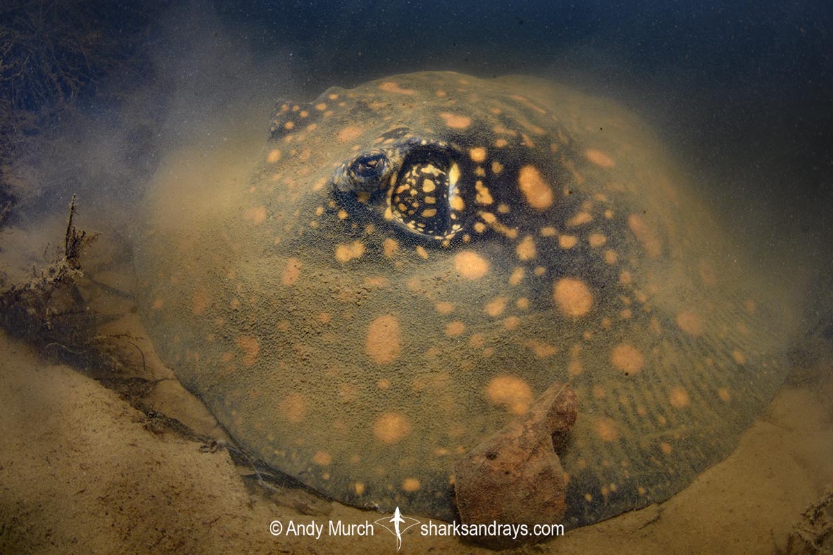 Suriname Freshwater Stingray, Potamotrygon boesemani. Aka Boeseman's River Stingray or Emperor Ray. Endemic to the Courantyne River on the border of Suriname and Guyana.