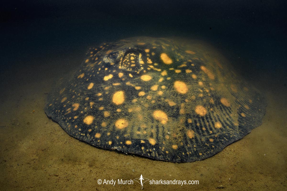 Suriname Freshwater Stingray, Potamotrygon boesemani. Aka Boeseman's River Stingray or Emperor Ray. Endemic to the Courantyne River on the border of Suriname and Guyana.