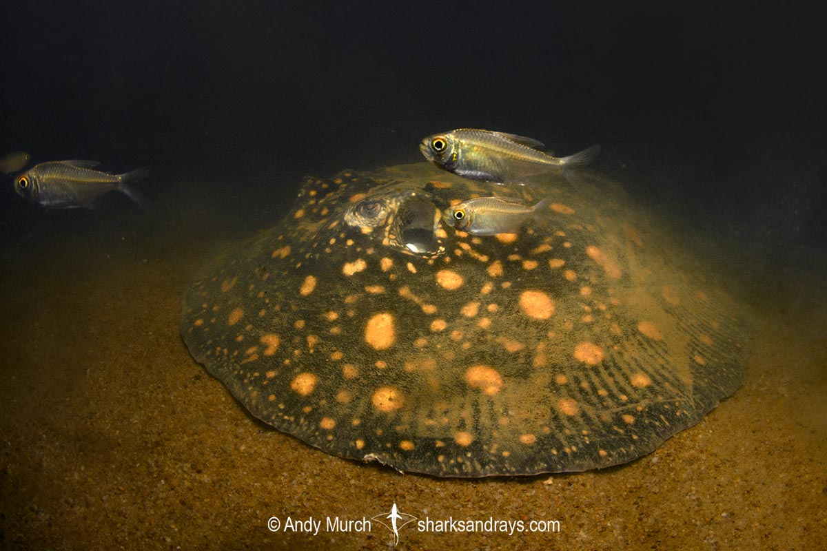 Suriname Freshwater Stingray, Potamotrygon boesemani. Aka Boeseman's River Stingray or Emperor Ray. Endemic to the Courantyne River on the border of Suriname and Guyana.
