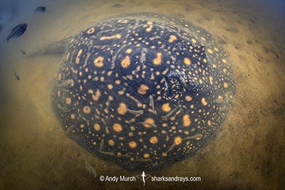 Suriname Freshwater Stingray, Potamotrygon boesemani. Aka Boeseman's River Stingray or Emperor Ray. Endemic to the Courantyne River on the border of Suriname and Guyana.