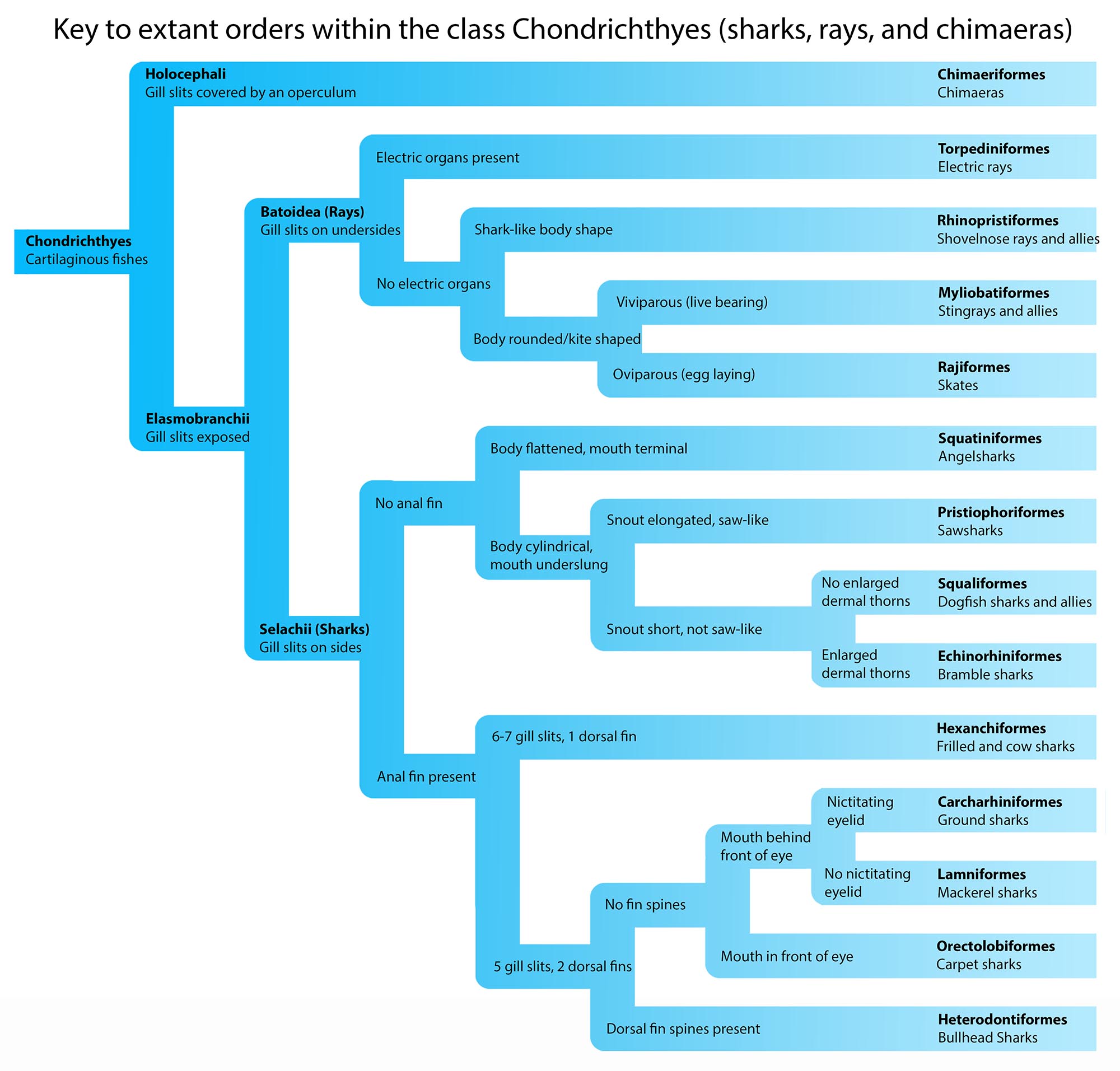 Elasmobranch orders. Shark and Ray Family Tree.